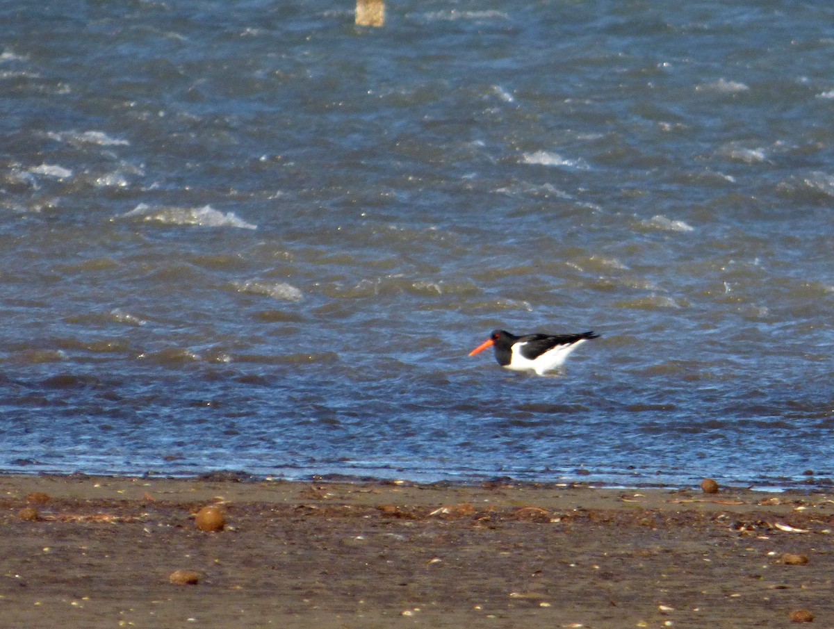 Eurasian Oystercatcher - ML612797691