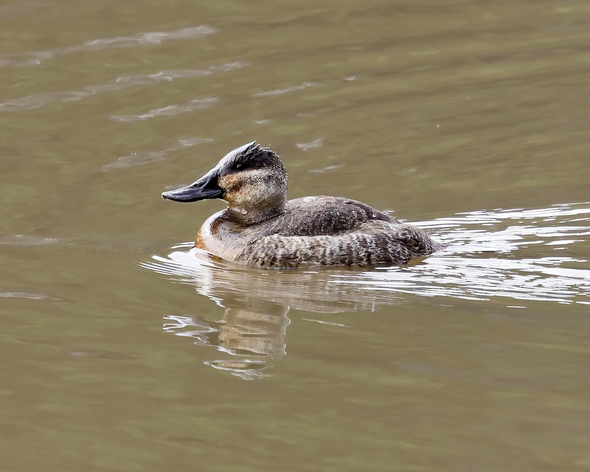 Ruddy Duck - ML612797705