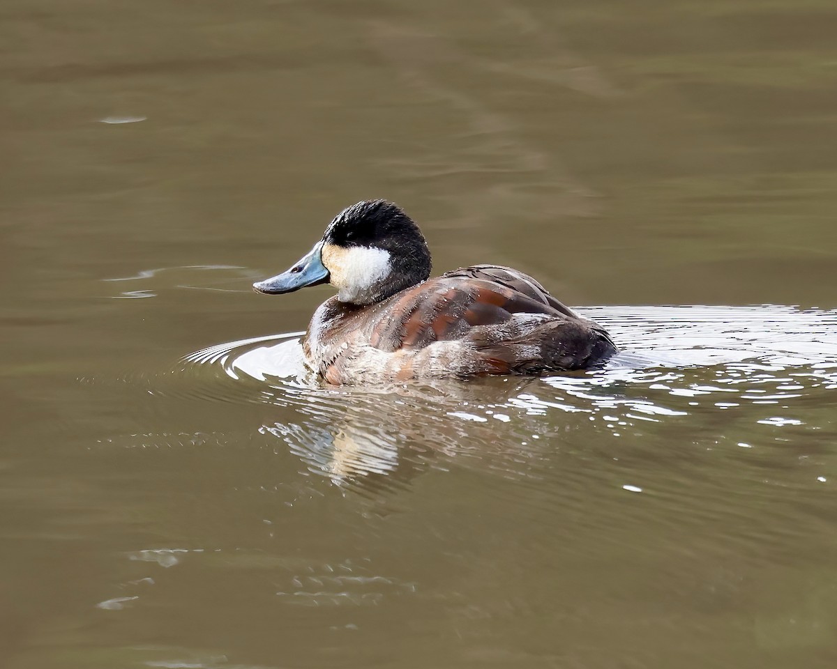 Ruddy Duck - ML612797706