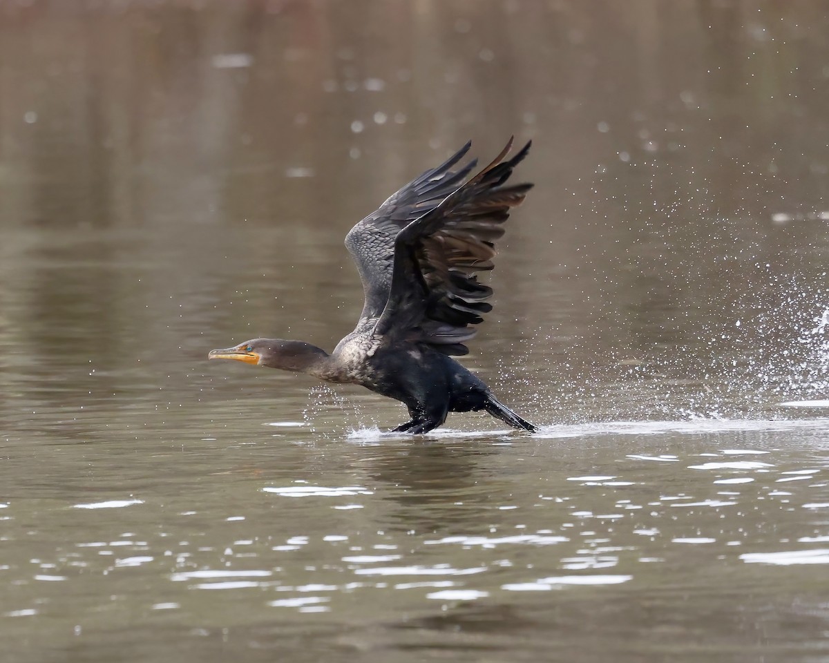 Double-crested Cormorant - ML612797722