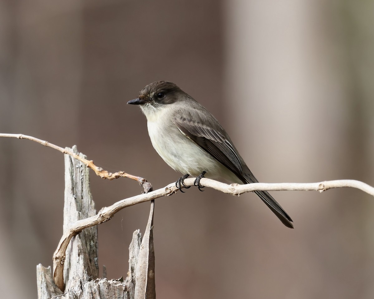 Eastern Phoebe - ML612797745