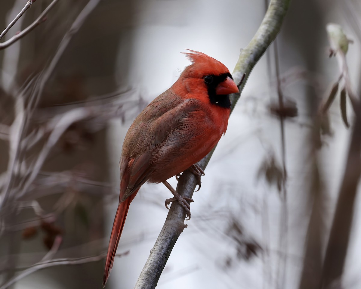 Northern Cardinal - ML612797770