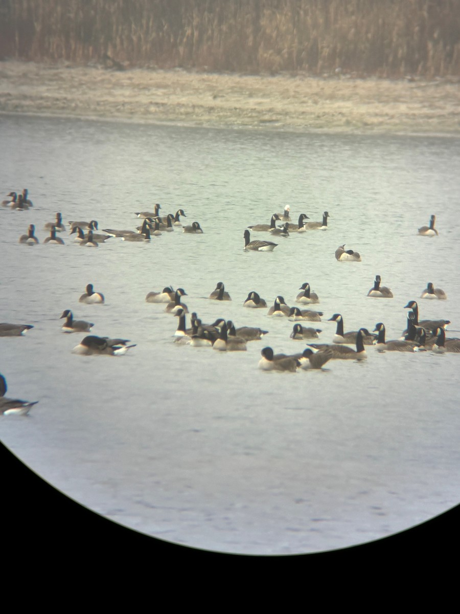 Snow x Canada Goose (hybrid) - ML612797816