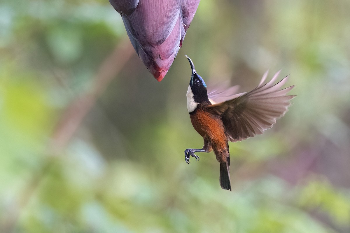 Buff-throated Sunbird - ML612797830