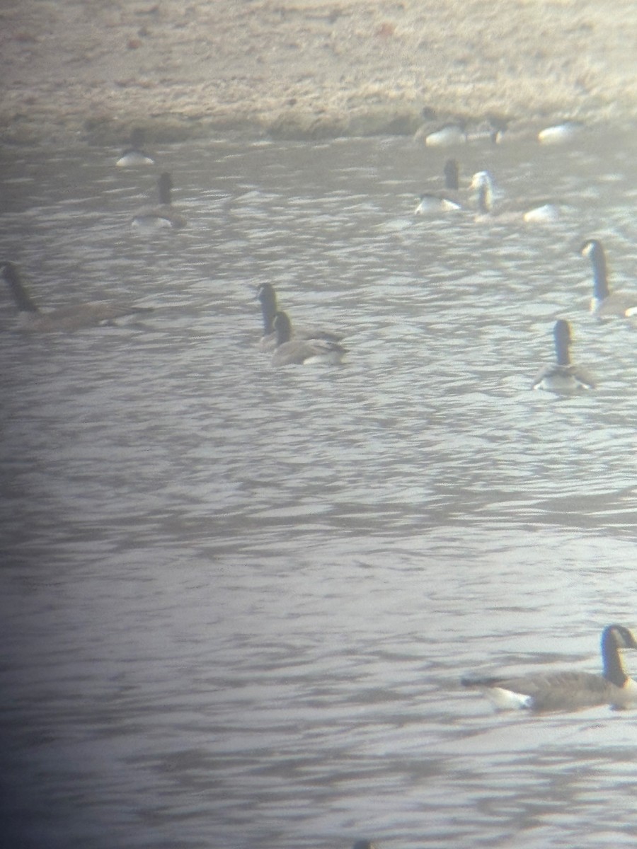 Snow x Canada Goose (hybrid) - ML612797855