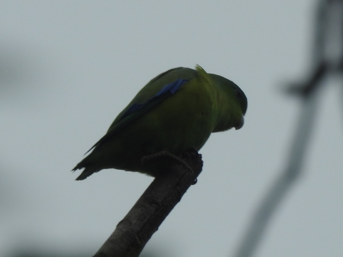 papoušíček modrokřídlý - ML612797921