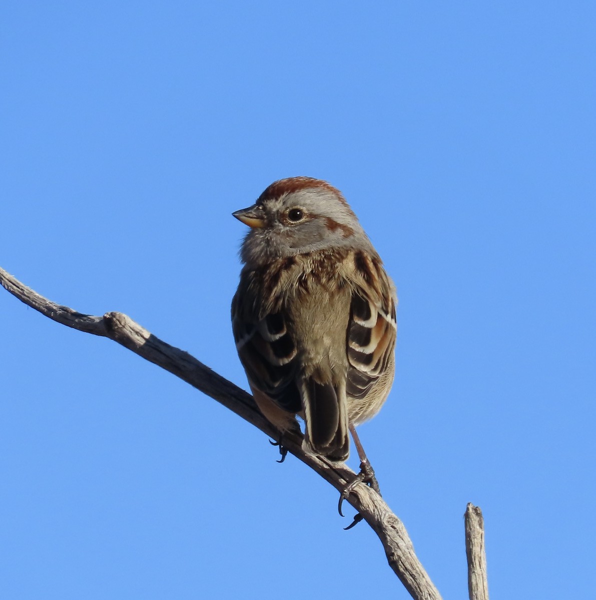 American Tree Sparrow - ML612798031