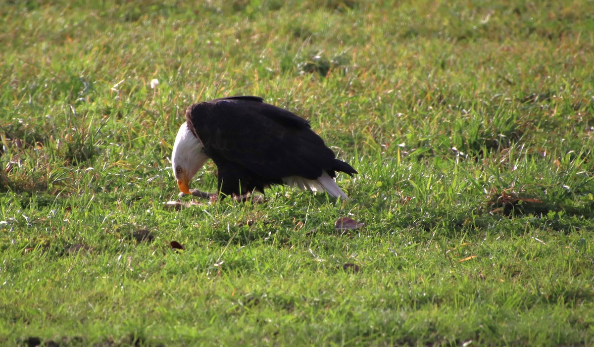 Bald Eagle - ML612798089