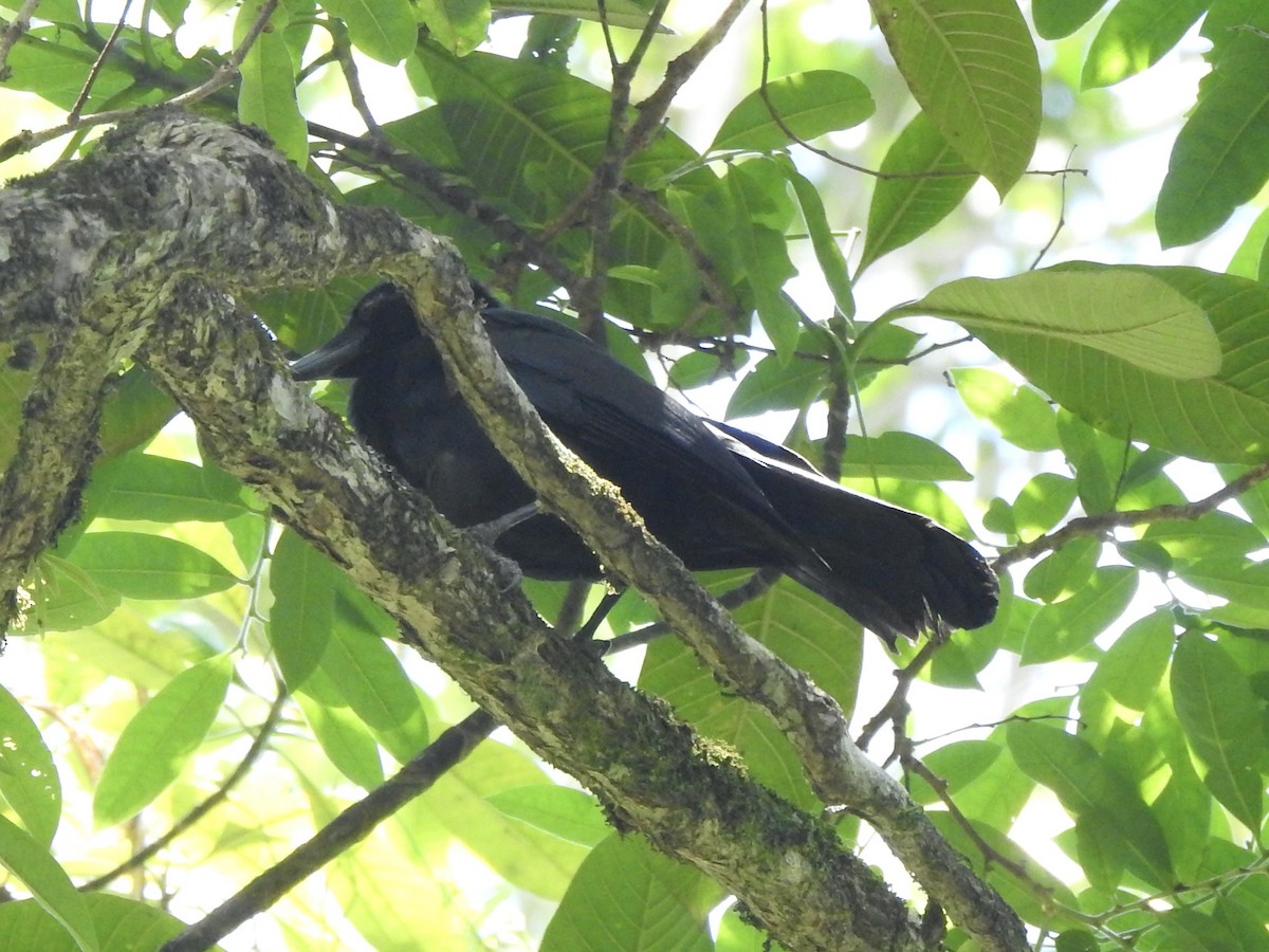 Corbeau calédonien - ML612798143