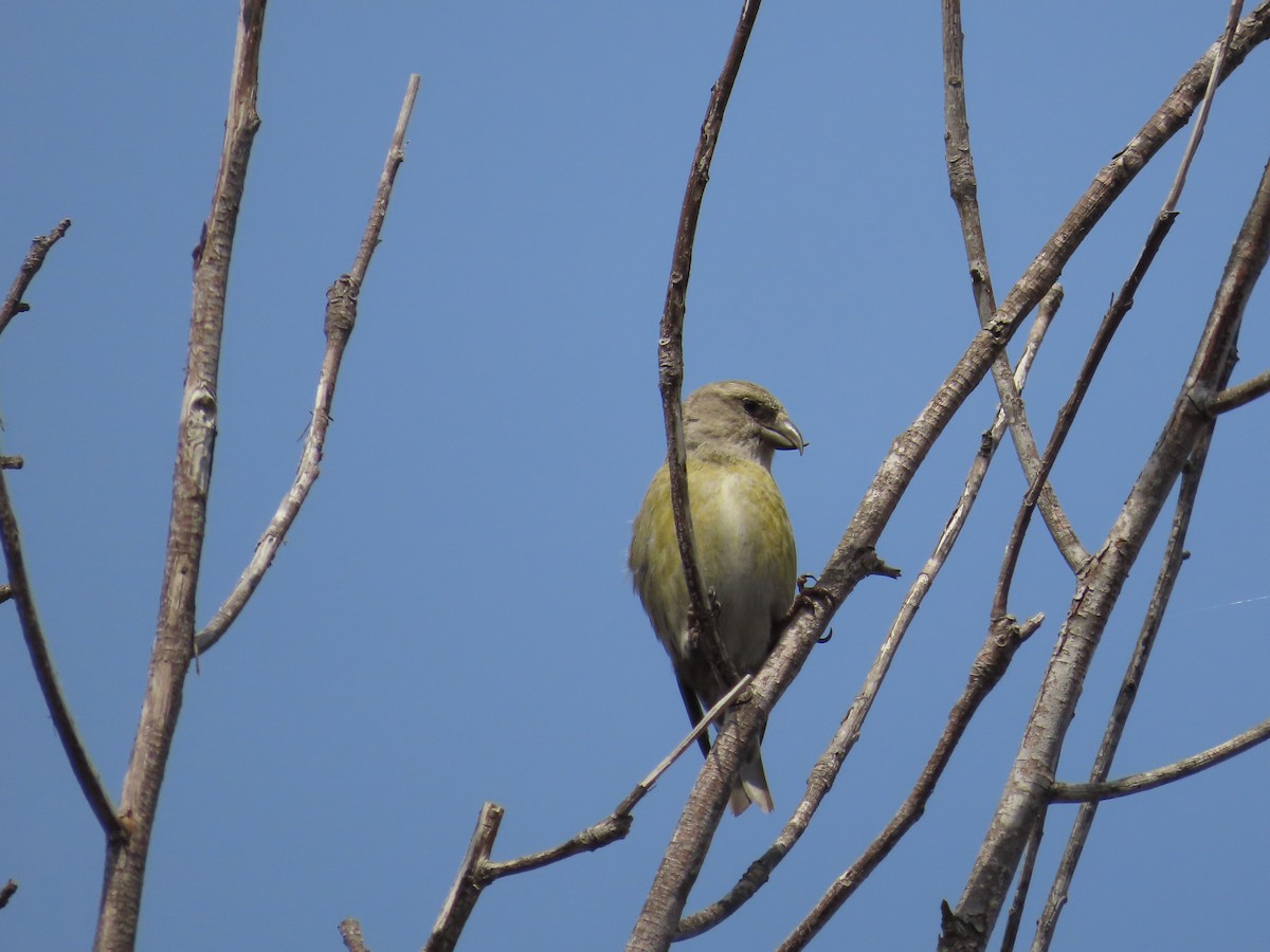 Red Crossbill (Ponderosa Pine or type 2) - ML612798258