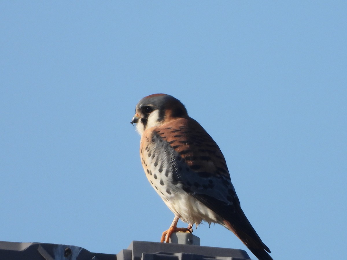 American Kestrel - ML612798268