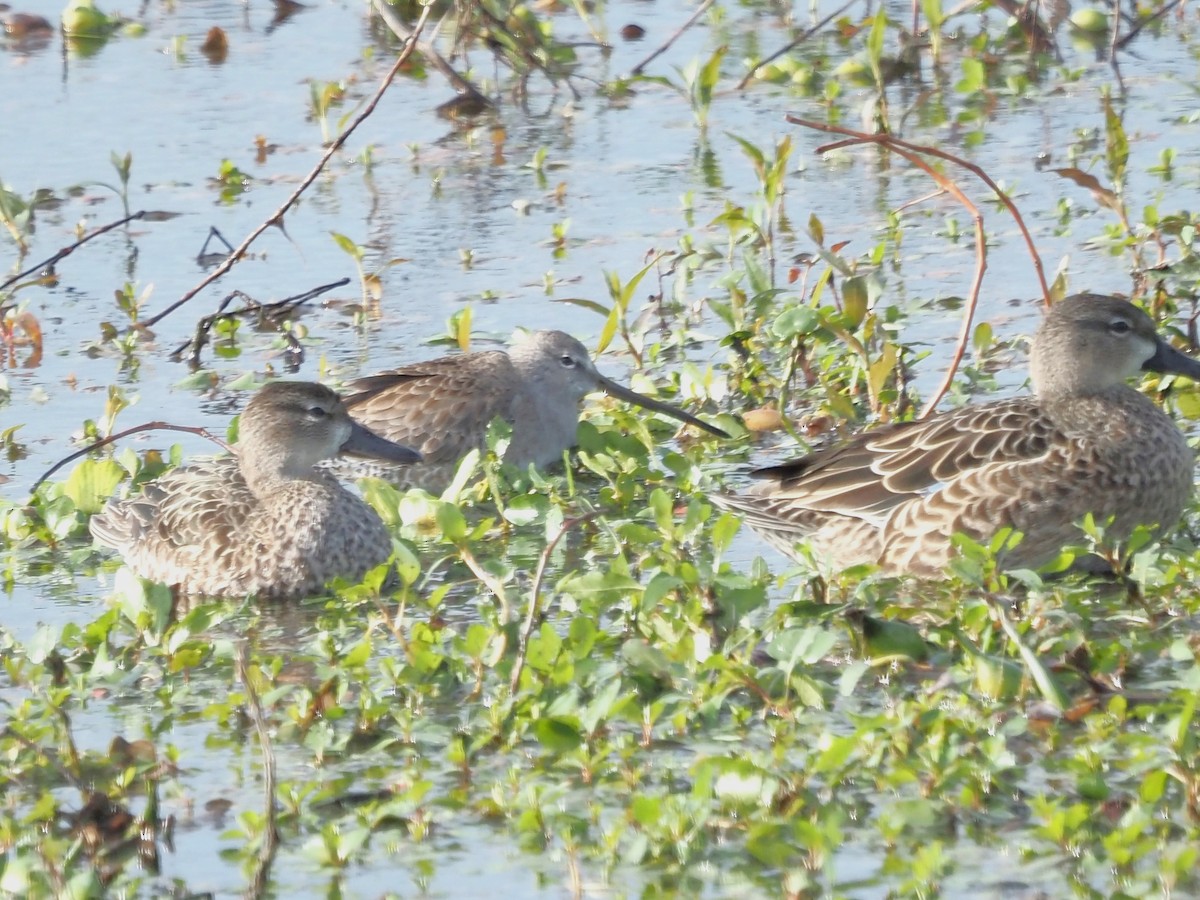 Long-billed Dowitcher - ML612798364