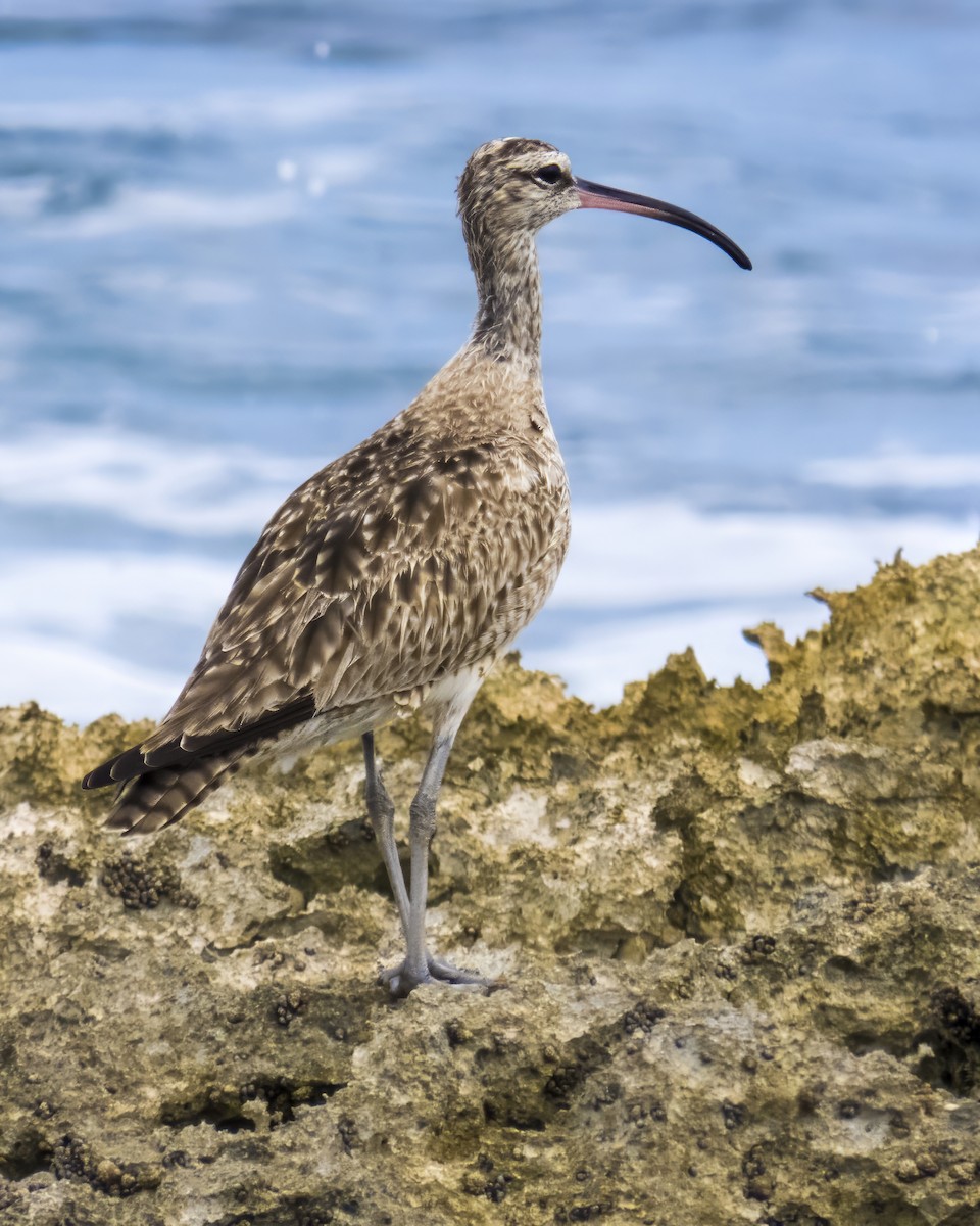 Whimbrel - ML612798509