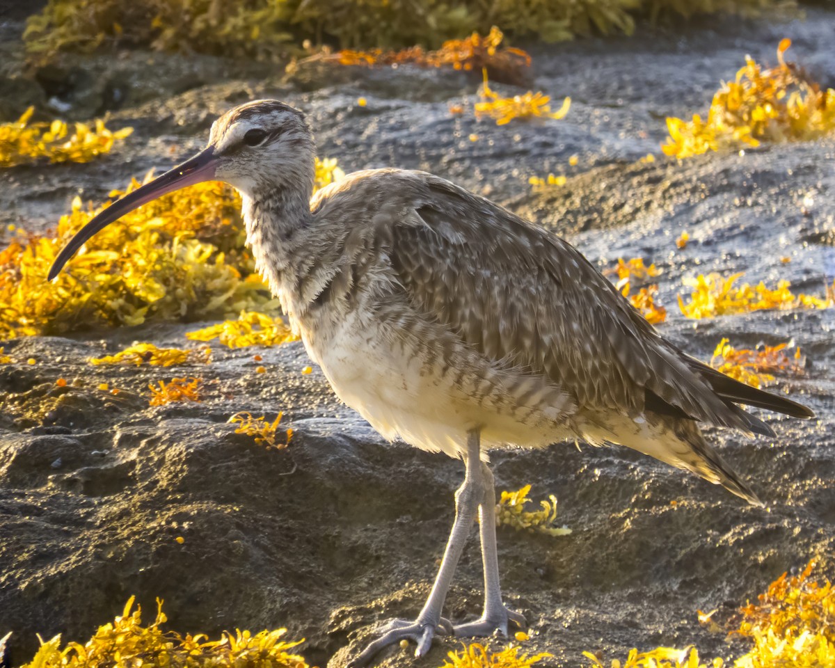 Whimbrel - ML612798512