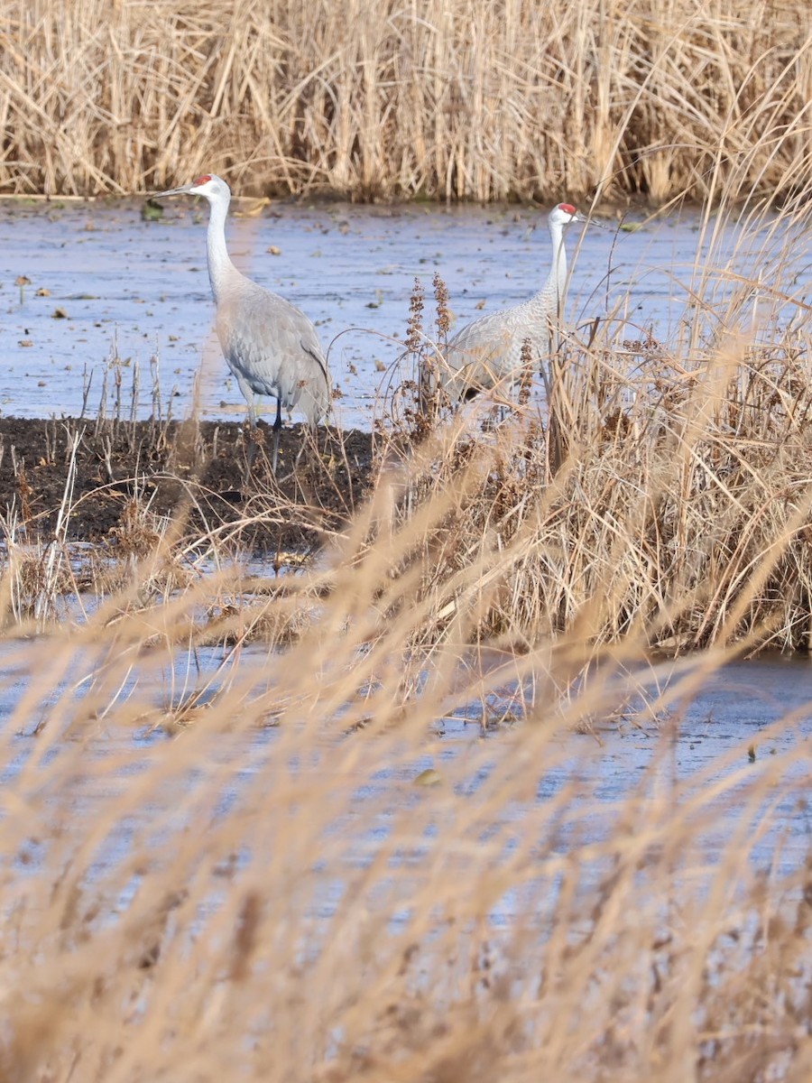 Sandhill Crane - ML612798529