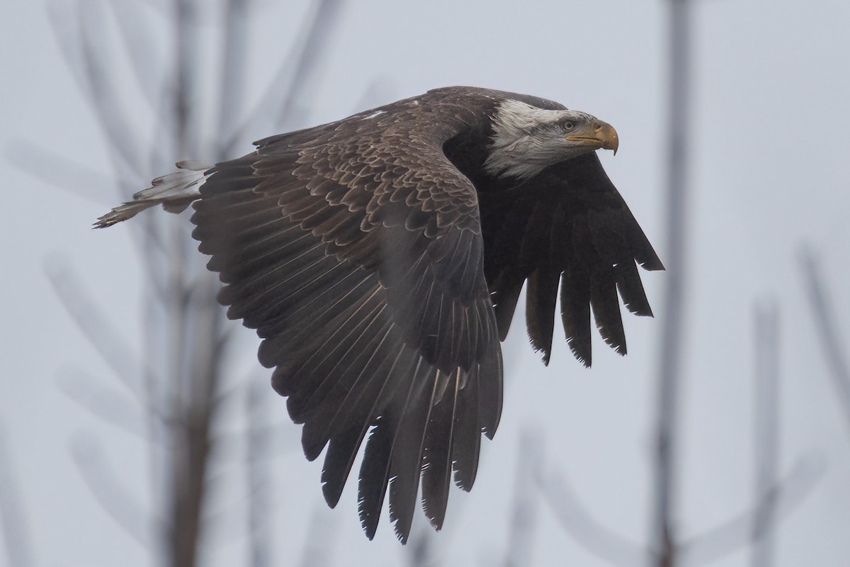 orel bělohlavý - ML612798547