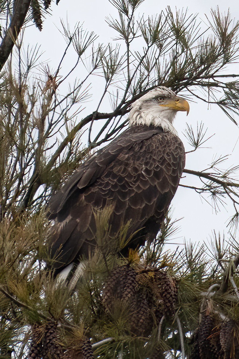 orel bělohlavý - ML612798548