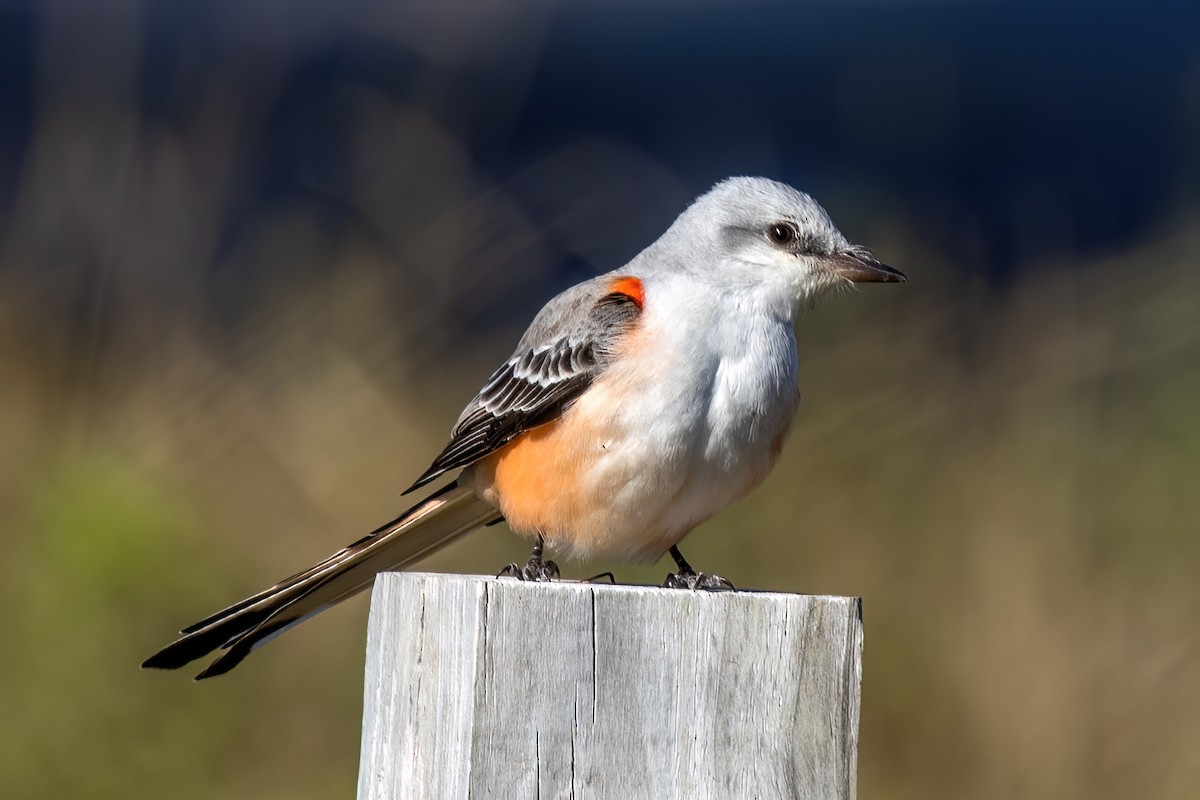 エンビタイランチョウ - ML612798657