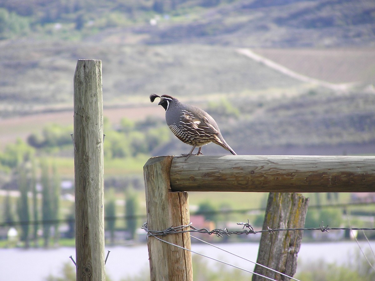 California Quail - ML612798760
