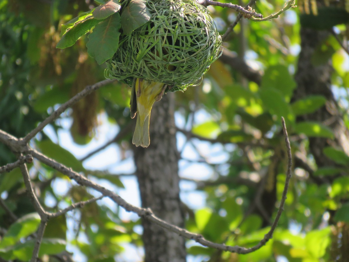 Southern Masked-Weaver - ML612798783