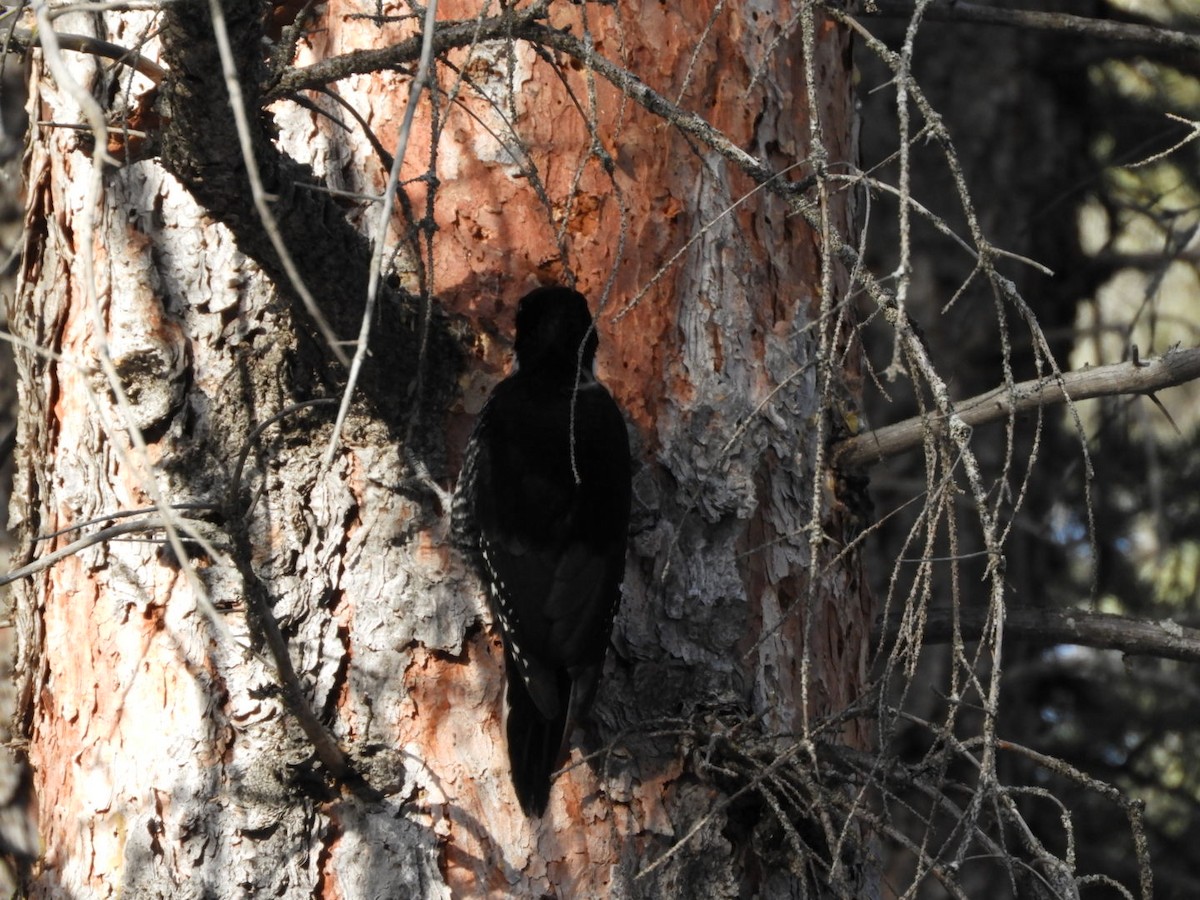 Black-backed Woodpecker - ML612798817