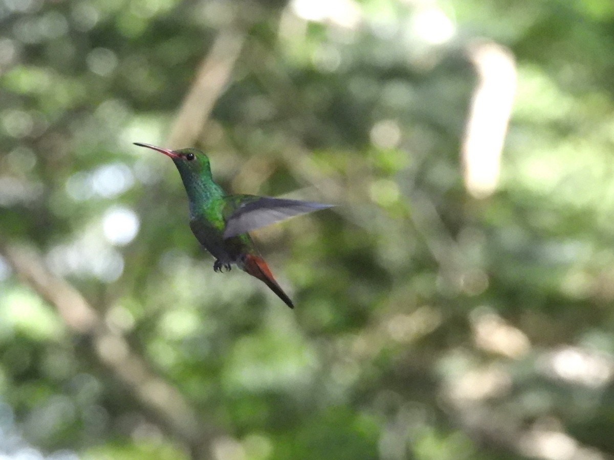Rufous-tailed Hummingbird - ML612798835