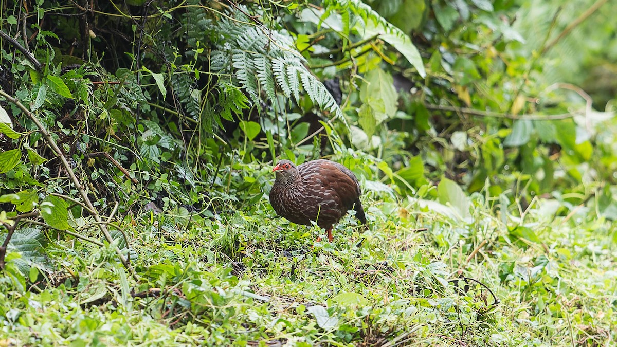 Handsome Spurfowl - David Newell