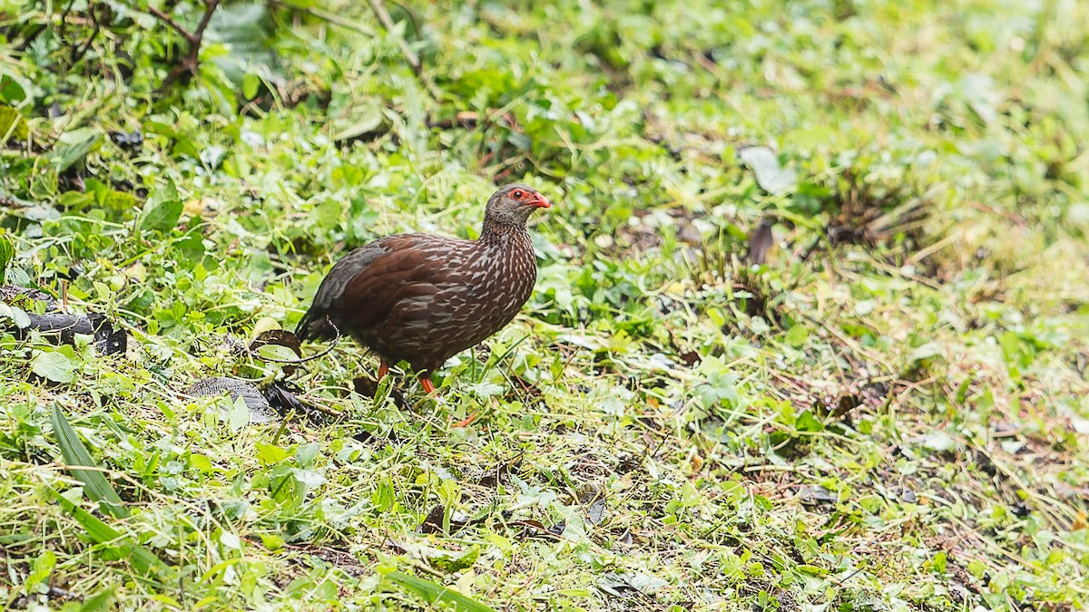 Francolin noble - ML612798919