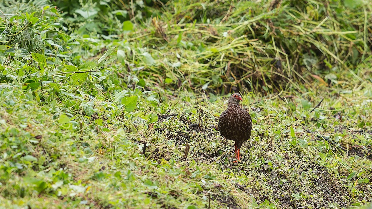 Handsome Spurfowl - David Newell