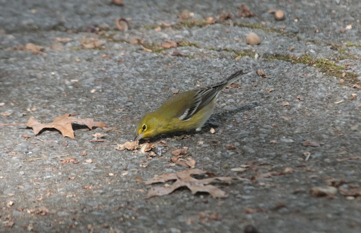 Pine Warbler - ML612798962