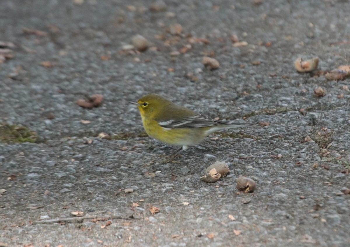 Pine Warbler - ML612798963