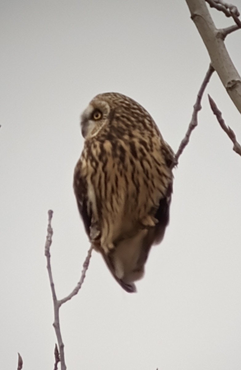 Short-eared Owl - ML612799116