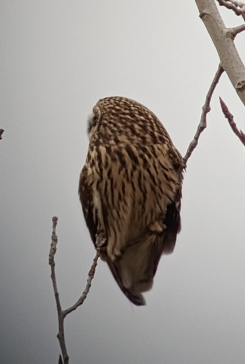 Short-eared Owl - ML612799121