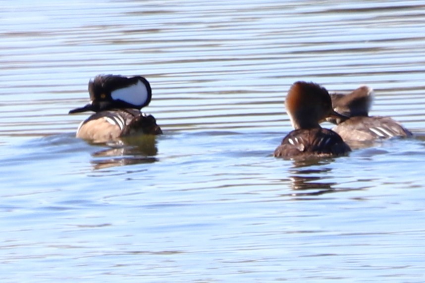 Hooded Merganser - Judson Lassiter