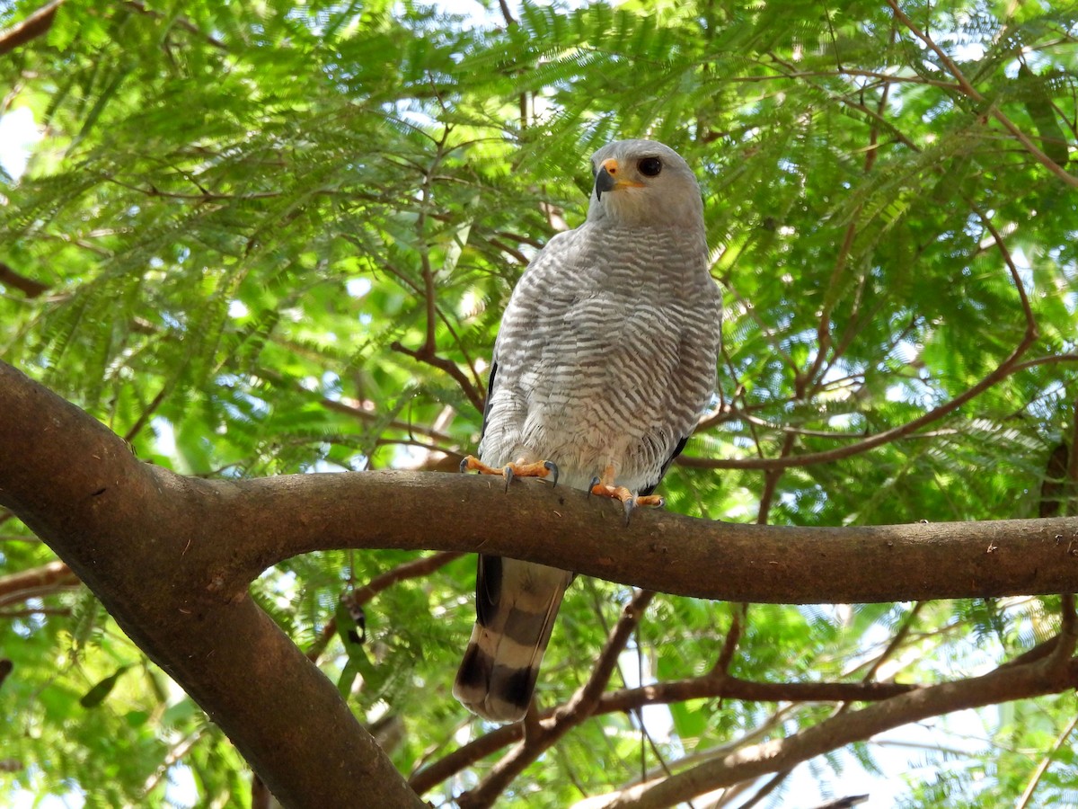 Gray Hawk - ML612799206