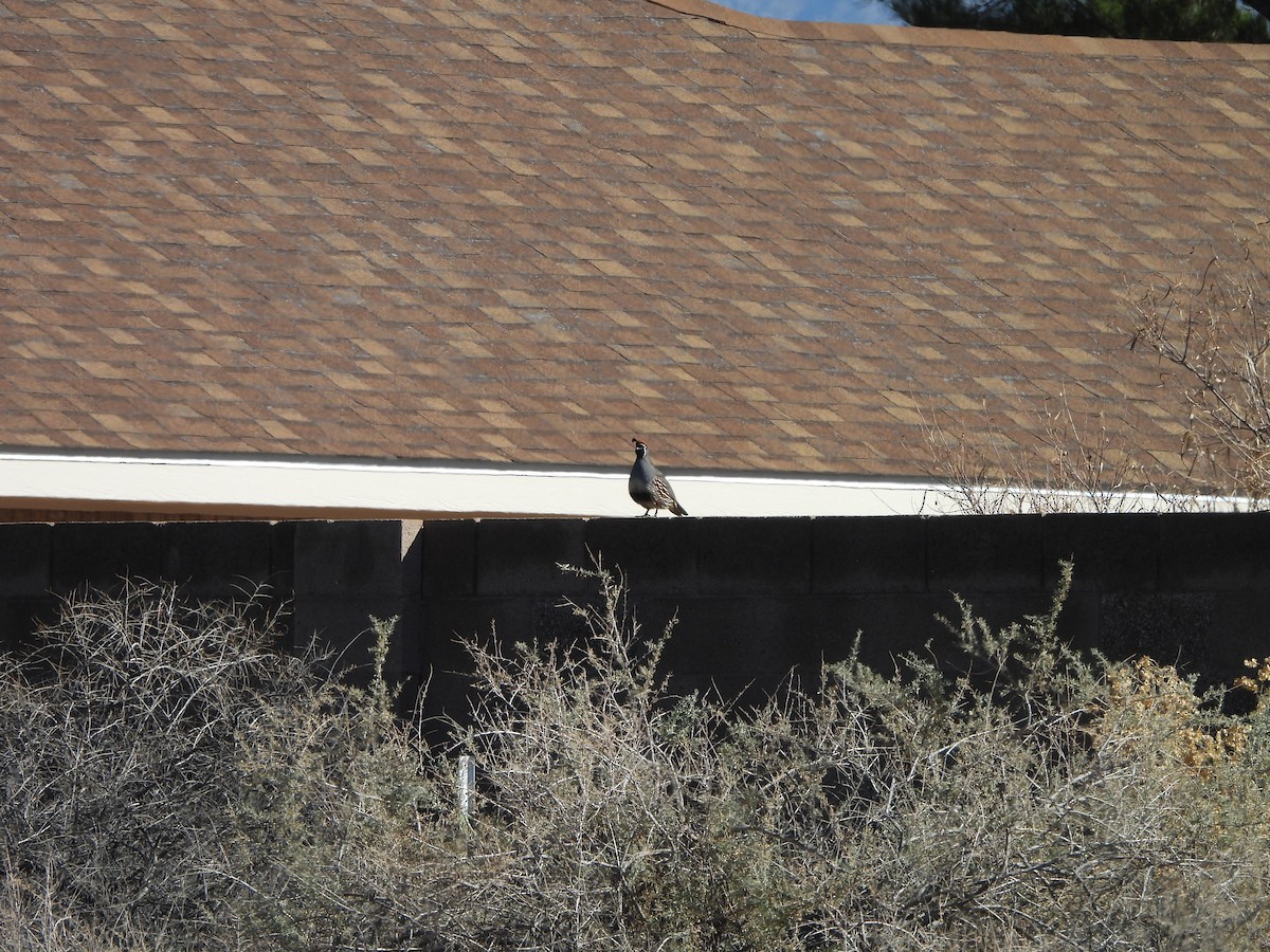 Gambel's Quail - ML612799263