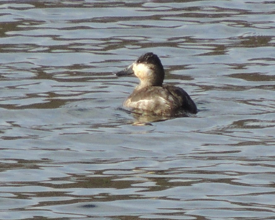 Ruddy Duck - ML612799342