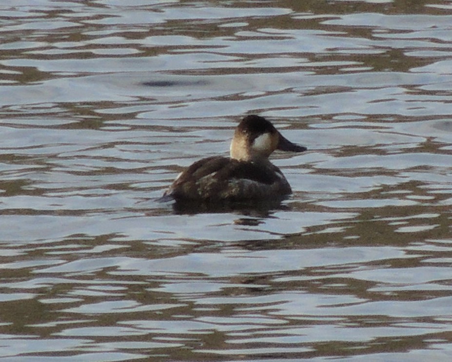 Ruddy Duck - ML612799343