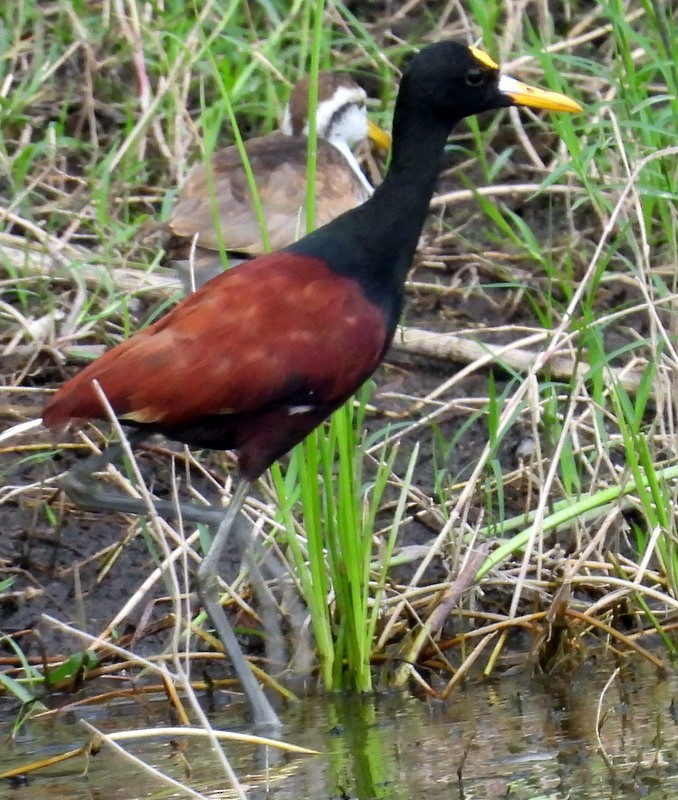 Northern Jacana - ML612799356