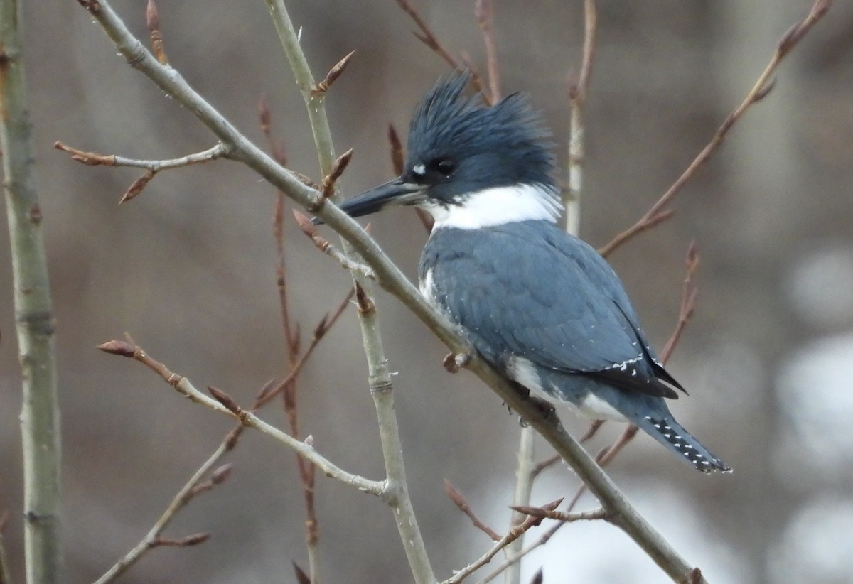 Belted Kingfisher - ML612799381