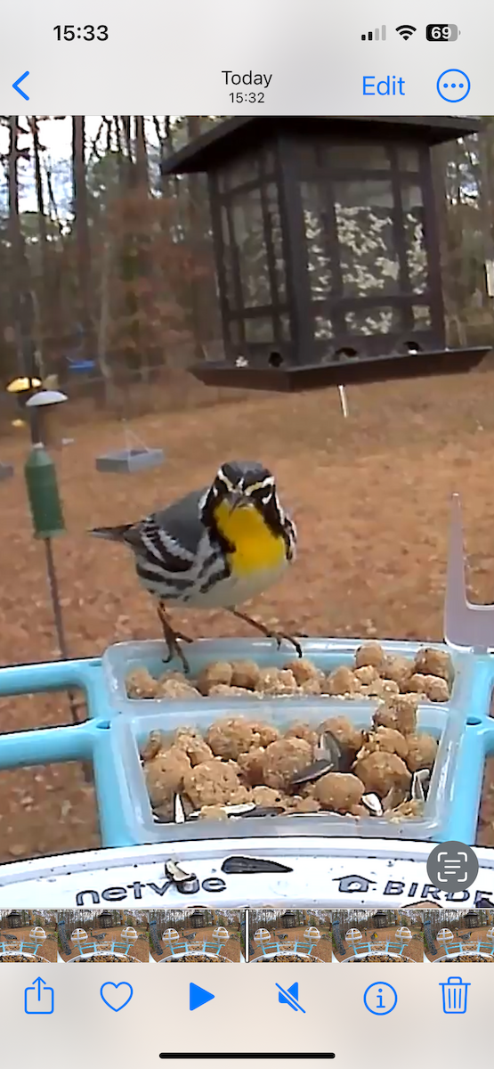 Yellow-throated Warbler - ML612799437