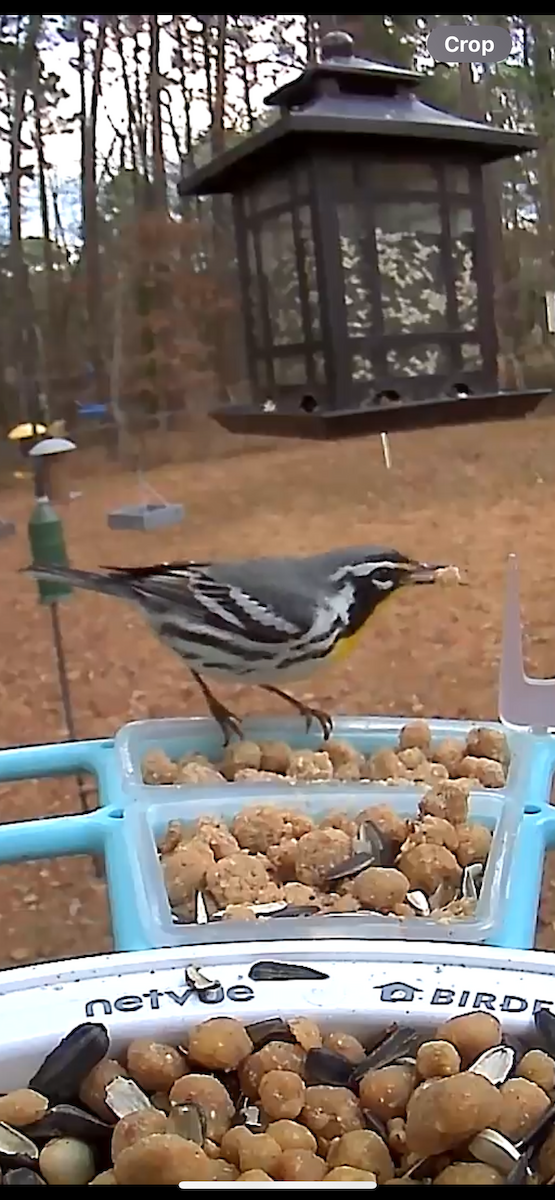 Yellow-throated Warbler - ML612799438