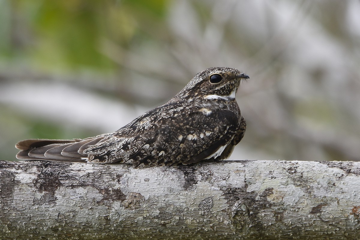 Lesser Nighthawk - Carlos Echeverría