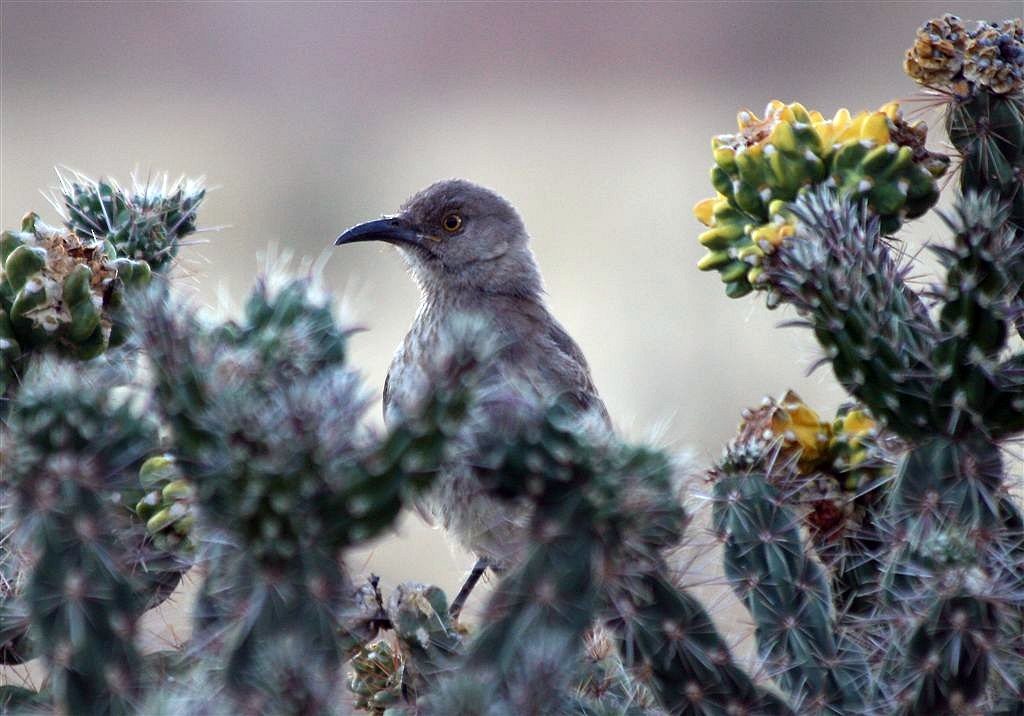 Curve-billed Thrasher - ML612799757