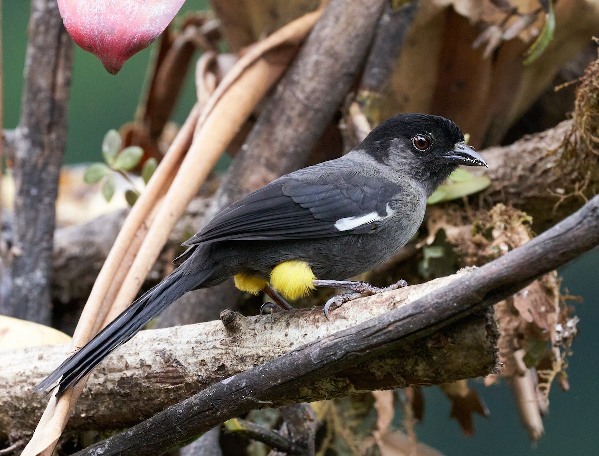 Yellow-thighed Brushfinch - ML612799768