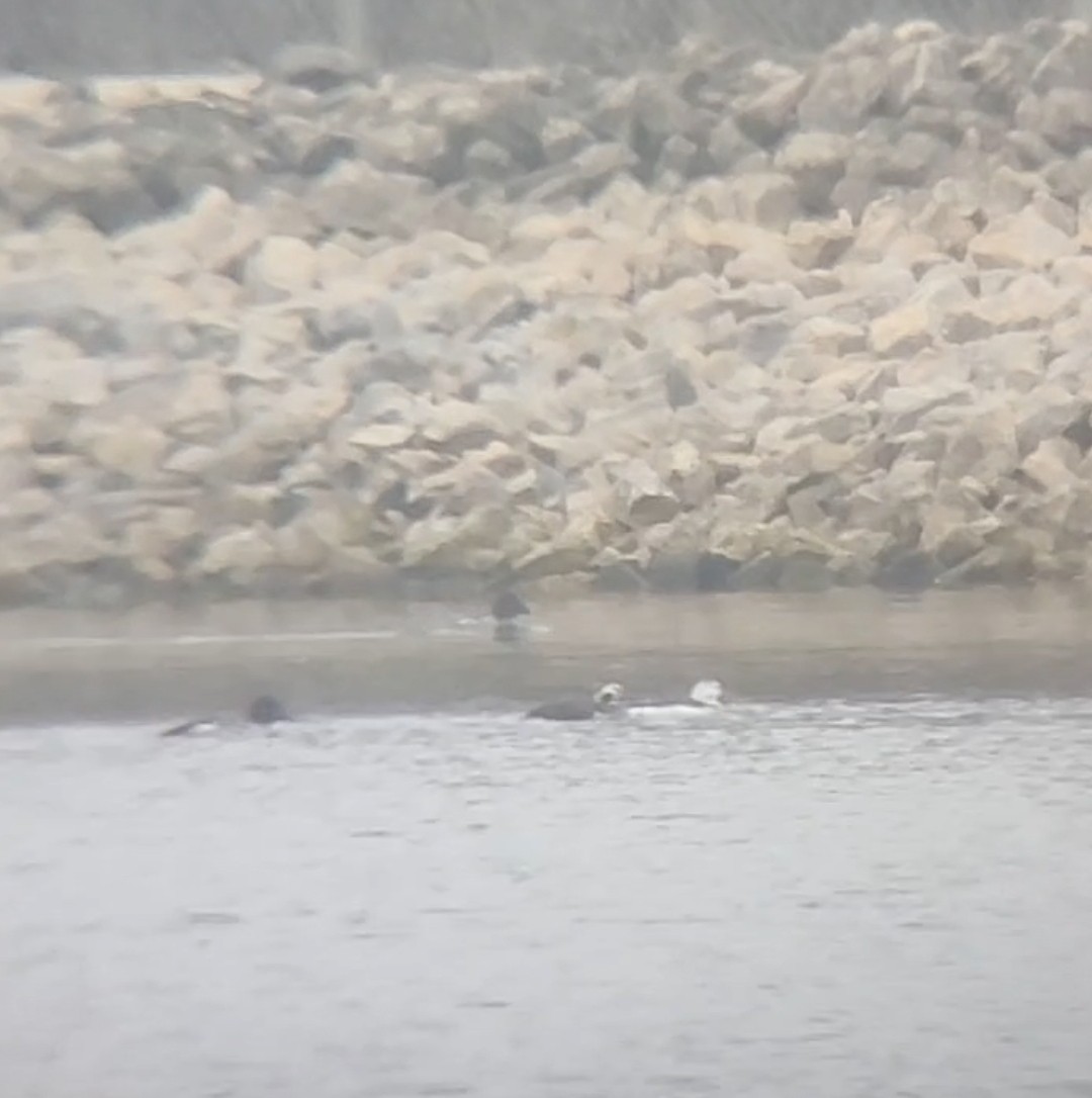 Long-tailed Duck - ML612799797