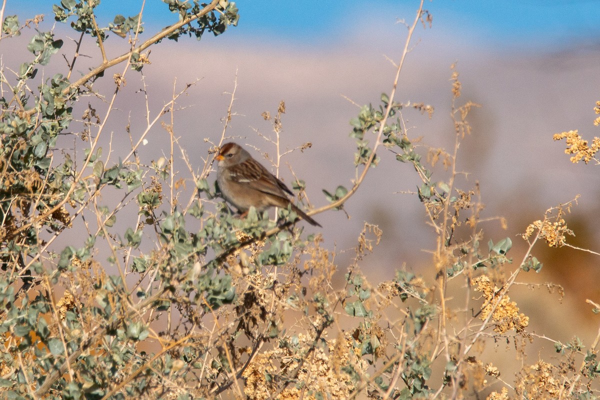 White-crowned Sparrow - ML612799800