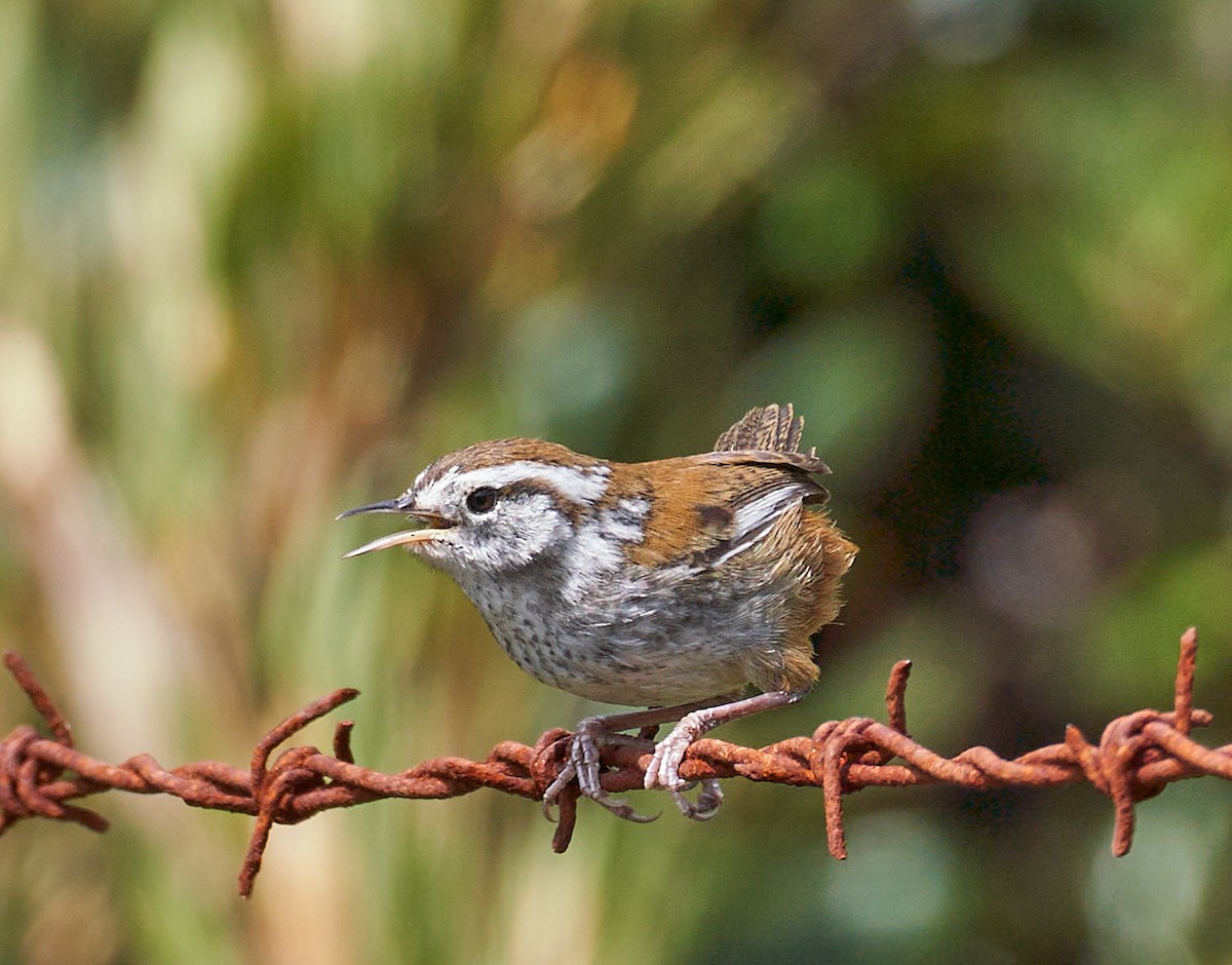 Timberline Wren - ML612799804