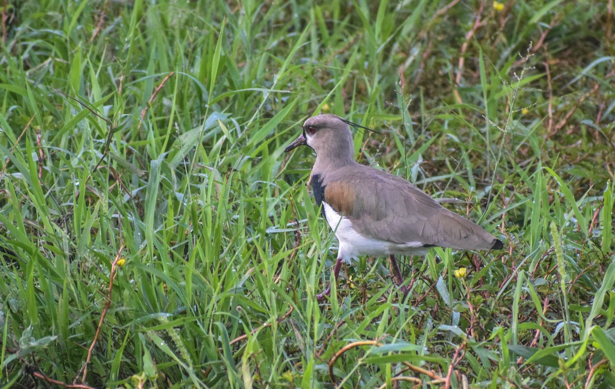 Southern Lapwing - ML612799810