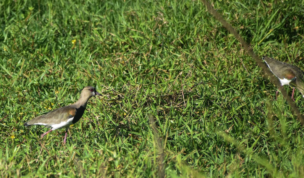 Southern Lapwing - Ryan Smylie